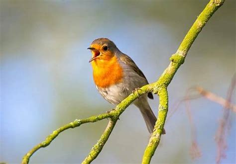 Do Birds Like Music? An Insight into the Bird's Perception of Melodic Delight