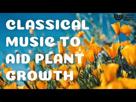 Does Classical Music Help Plants Grow? A Multifaceted Discussion